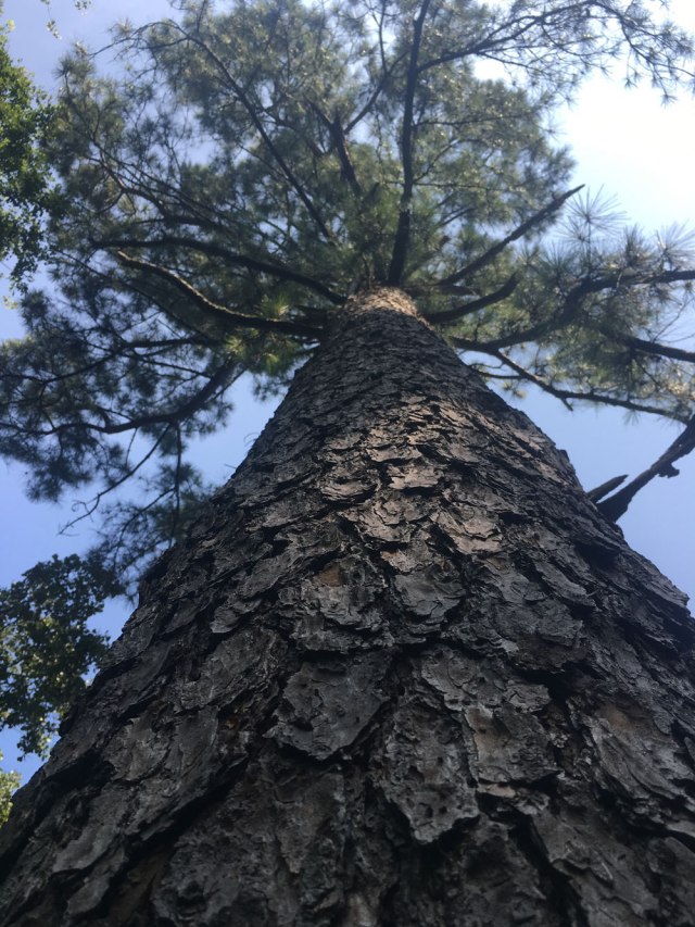 shortleaf_pine_canopy_IMG_5810