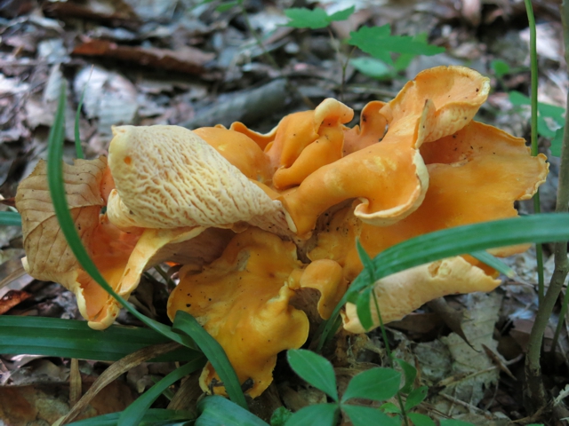 goldenChanterelle