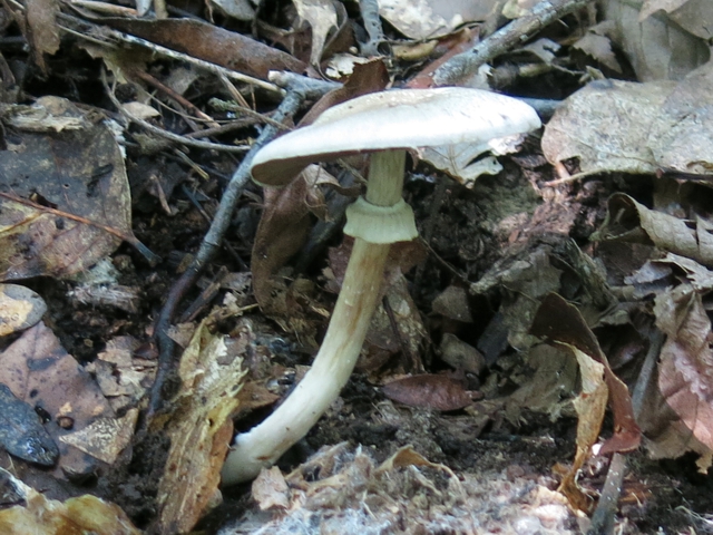 amanitaOrLepiota