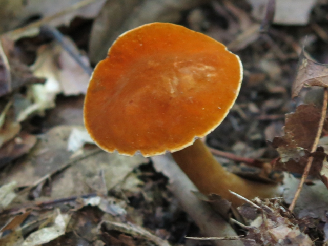 boletus