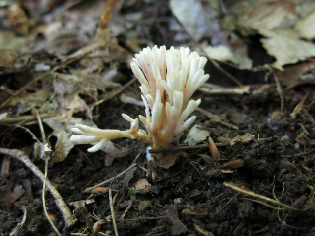 tremellodendronPallidus