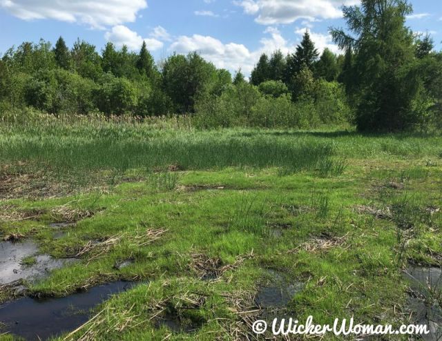 bulrush-cattails-parking-lot