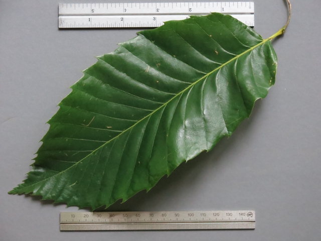 chestnutLeaf