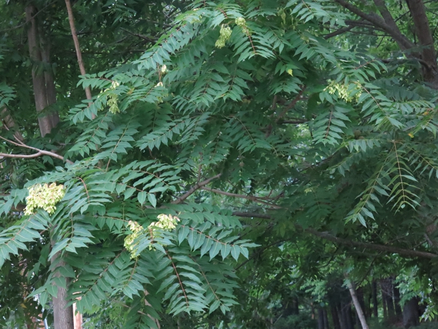 ailanthus