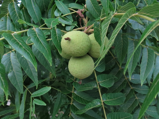 walnutFruit