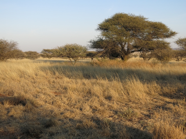 kalahari